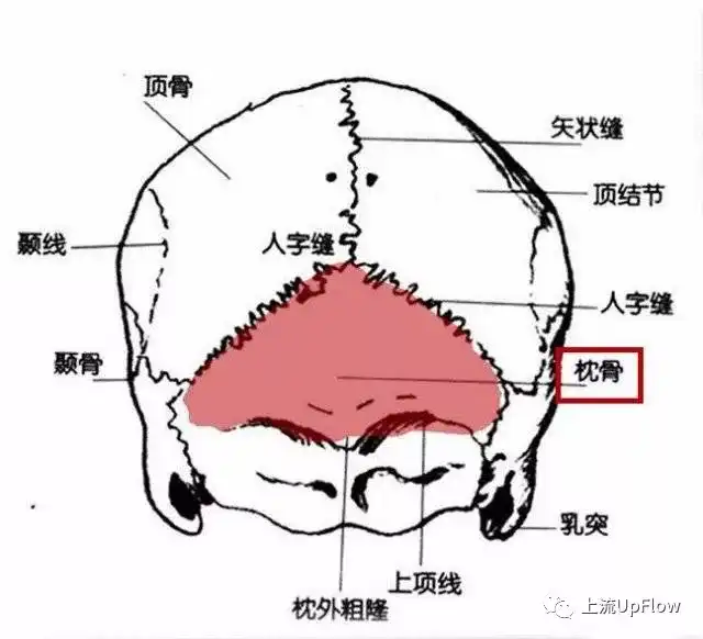 扁头就是枕骨的位置发育不足,涂红部位