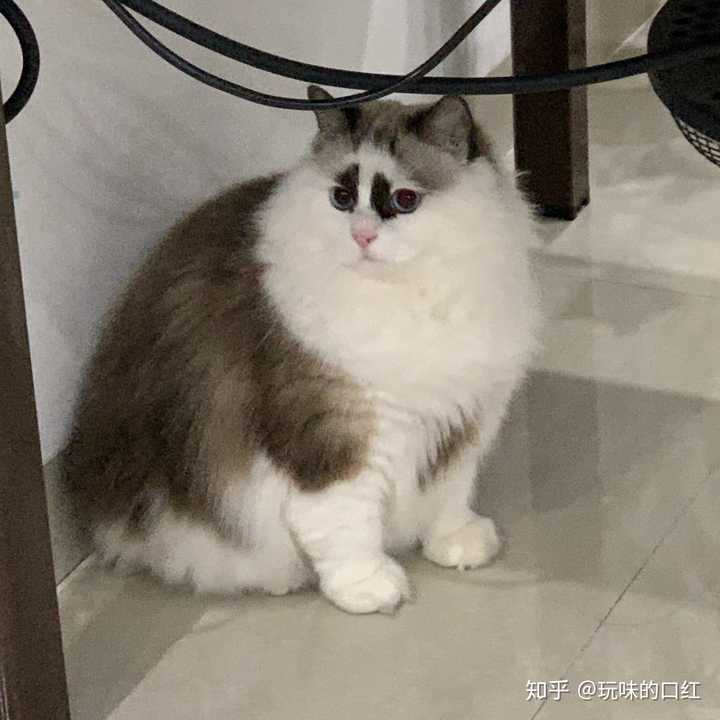 养一只很丑的布偶猫是种什么样的体验?