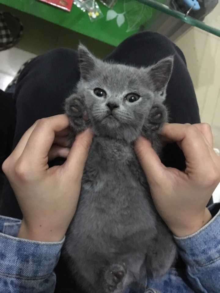 这是我家新来的英短蓝猫,两个月大,各位大神看看品相如何,血统还纯吗?