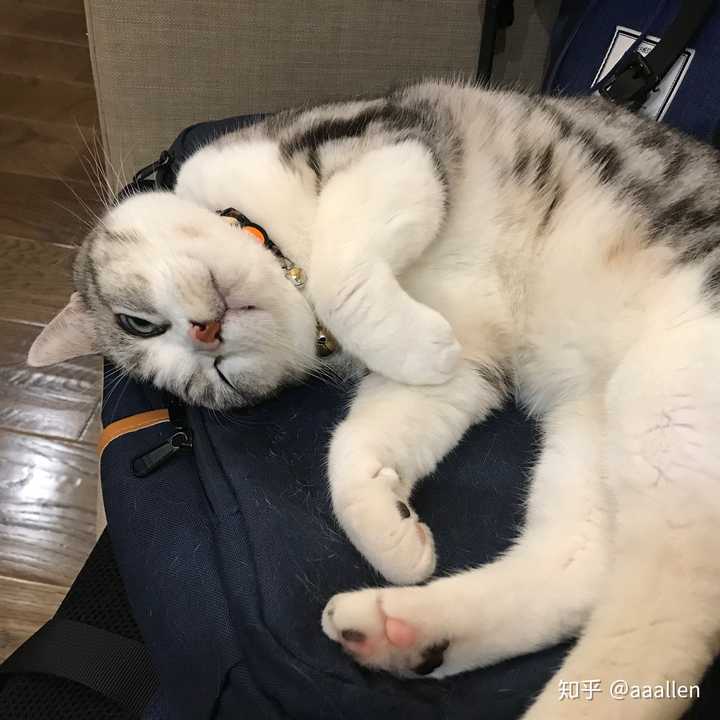 你有给宠物洗澡的图片/视频吗,是不是奶凶奶凶的?
