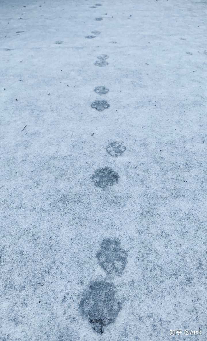 初雪看到的猫脚印