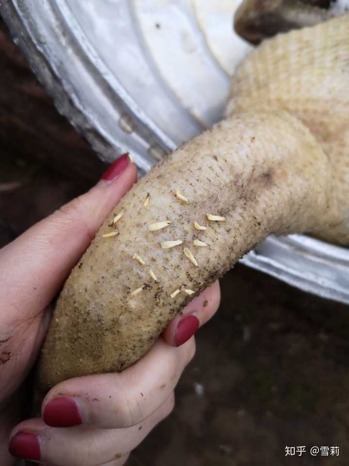 so…了解鸭皮都了解 我…我要上图了 密集恐惧症请绕道