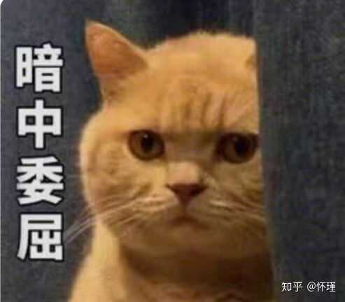 各位小伙伴有没有暗中观察橘猫的表情或者头像?