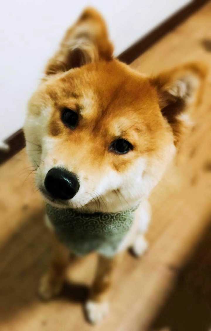 柴犬的市场价格是否混乱?