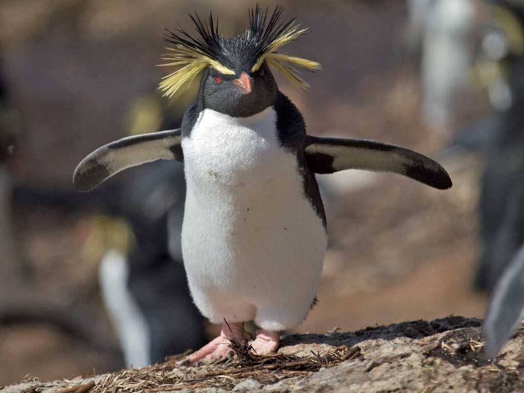 黄眉企鹅(图片来自网络)
