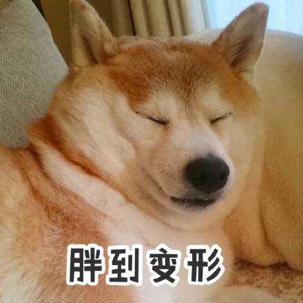 能把你手机里的柴柴表情包都交出来吗?