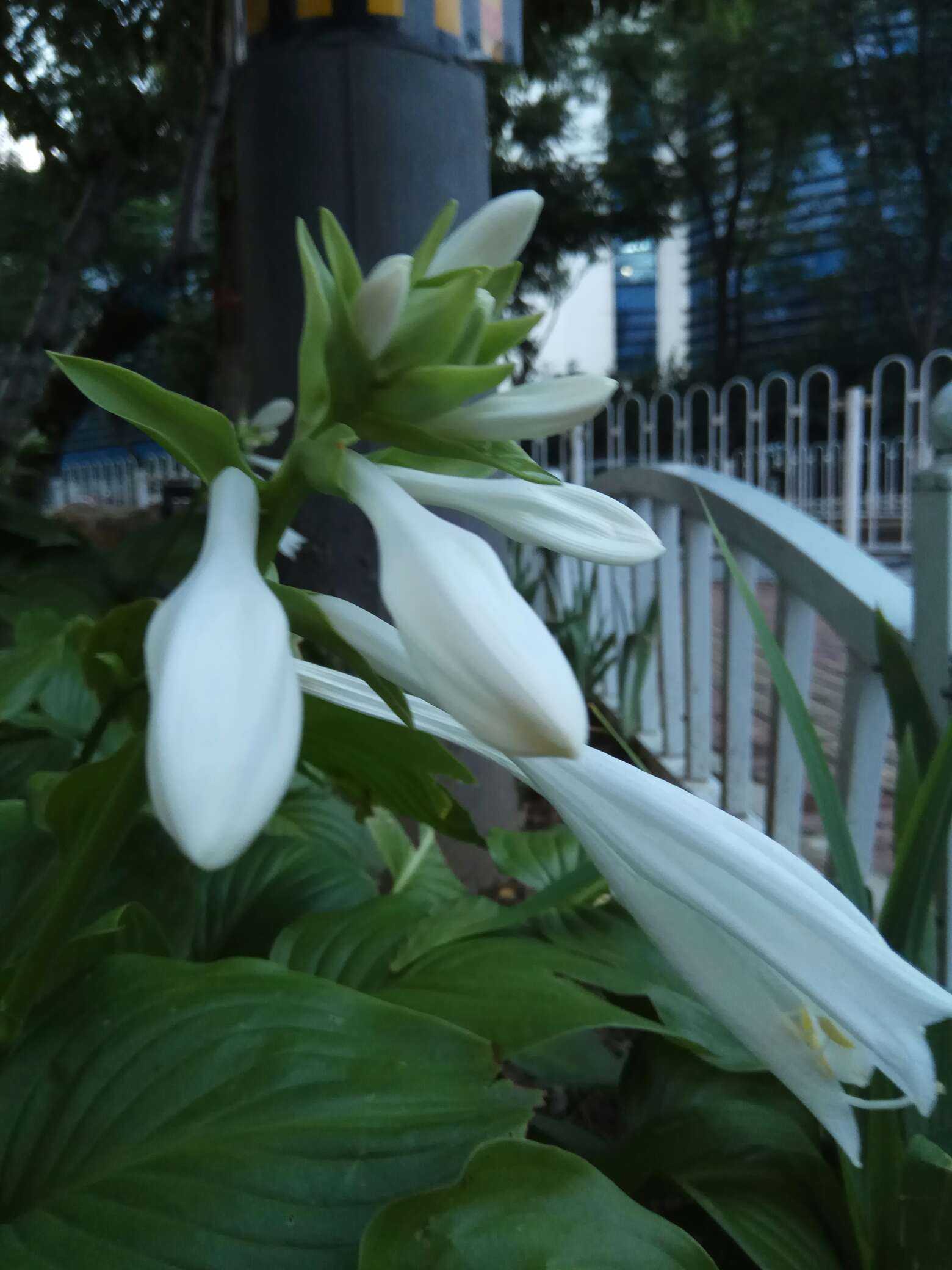 今年的玉簪