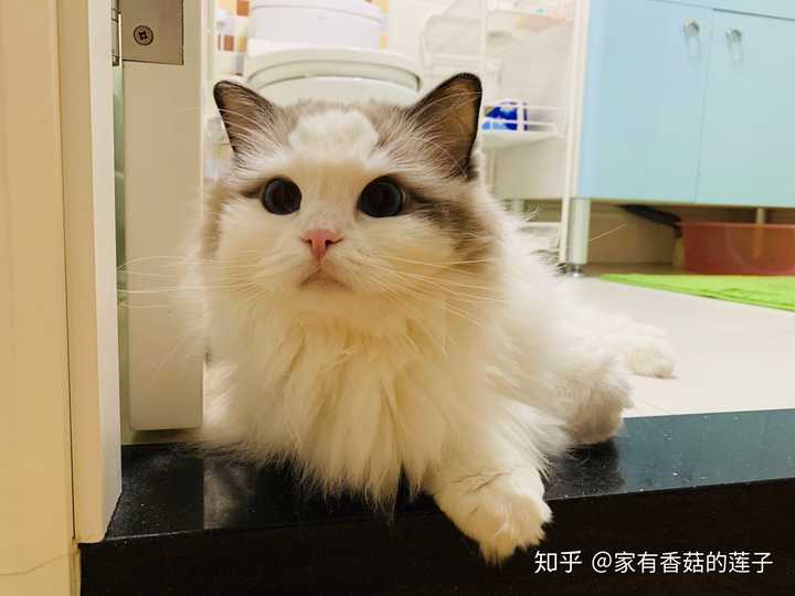 布偶猫面具开脸重要吗?