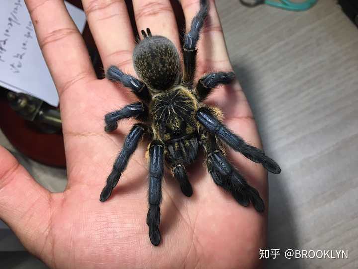 在寝室里适合养什么异宠在家在寝室里养蝎子蜘蛛之类的是一种怎样的