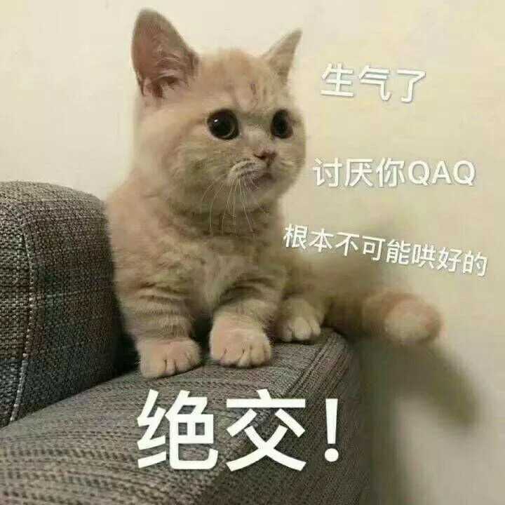 有哪些搞笑的猫咪表情包?