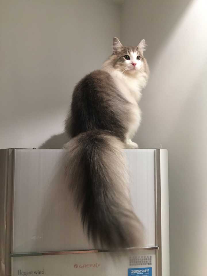 养挪威森林猫是一种怎样的体验?