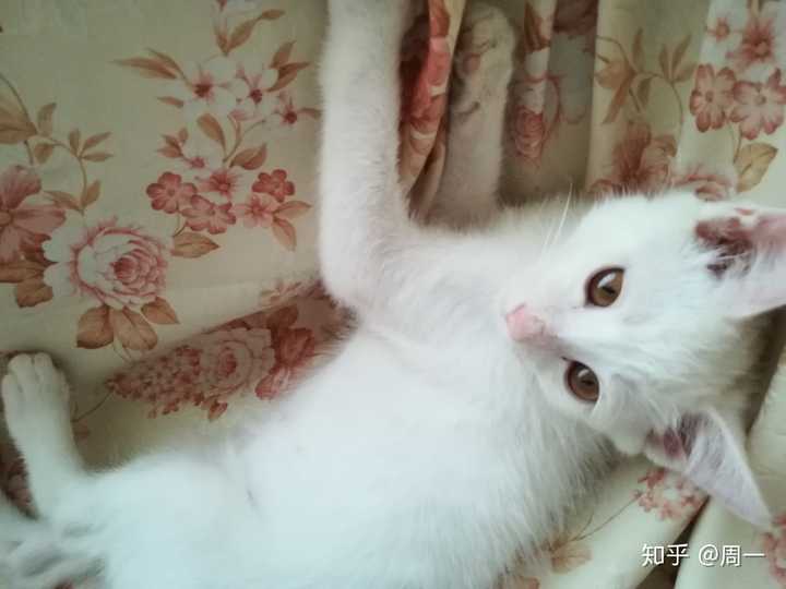 请问我家猫猫是中华田园猫中的白猫吗?