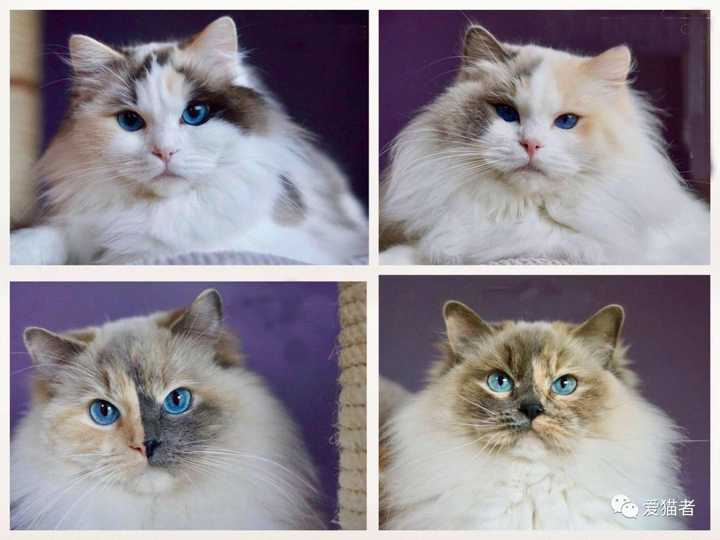 布偶猫都有什么种类?