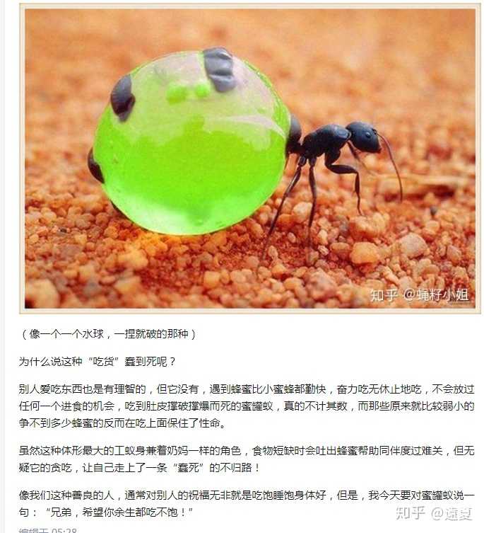 蜜罐蚁