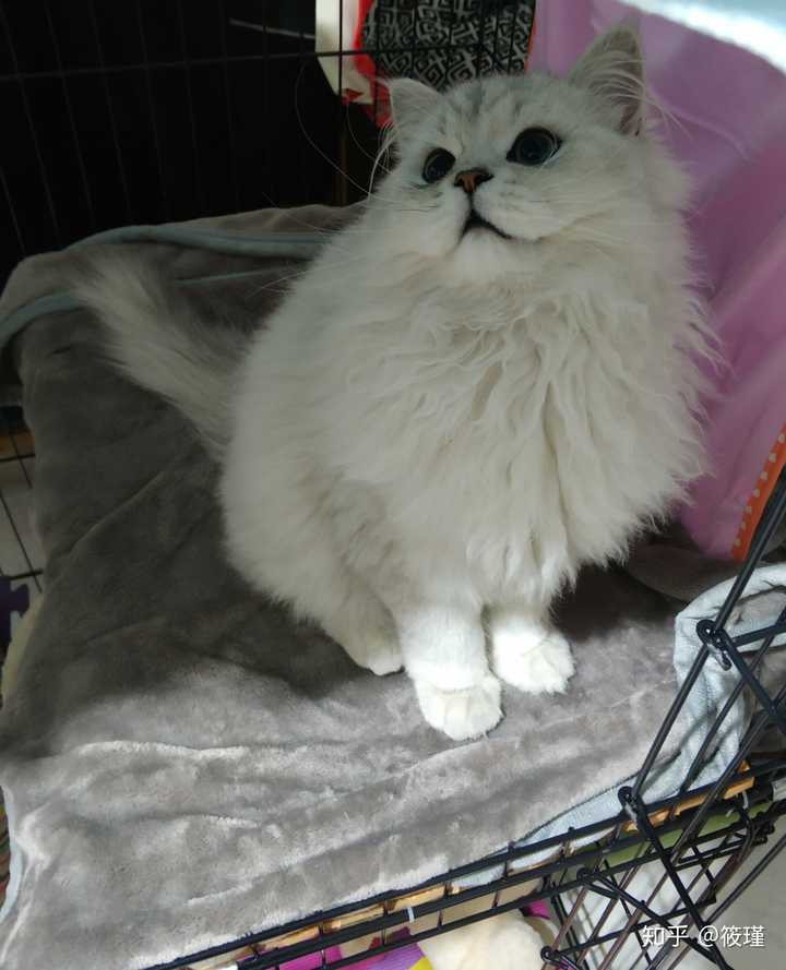 银渐层返祖猫与正常银渐层怎么选呢?急求?