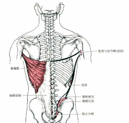 背阔肌,大圆肌,三角肌后束,斜方肌(排名分先后) 背部训练动作基本上是
