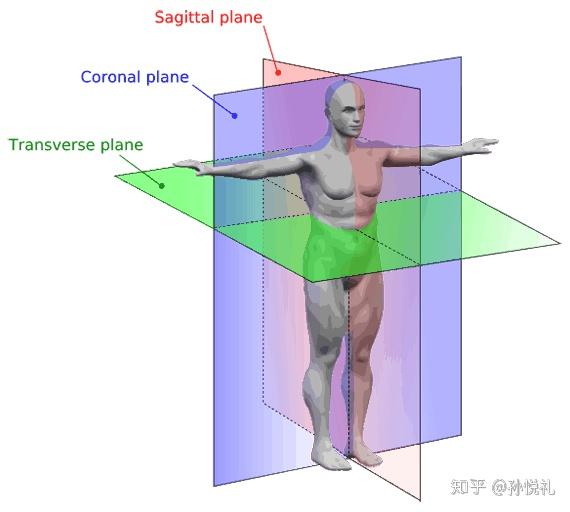 横断面,矢状面和冠状面