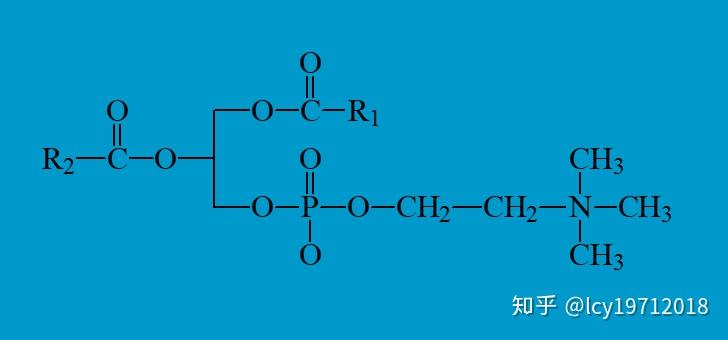 具体可以参考我的专栏文章:lcy19712018:甘油磷脂,鞘磷脂与生物膜