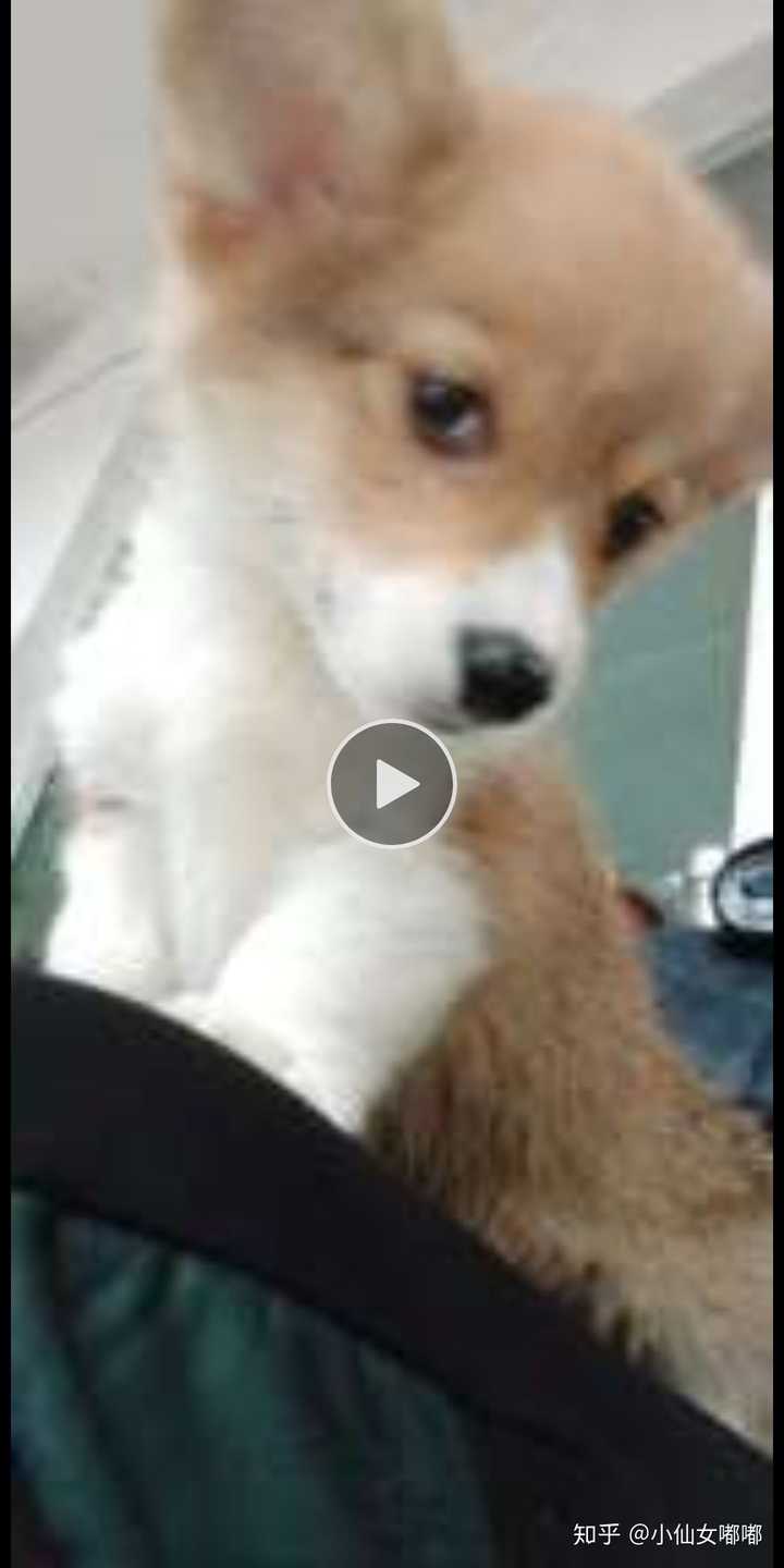 养一只柯基犬是怎样的体验?