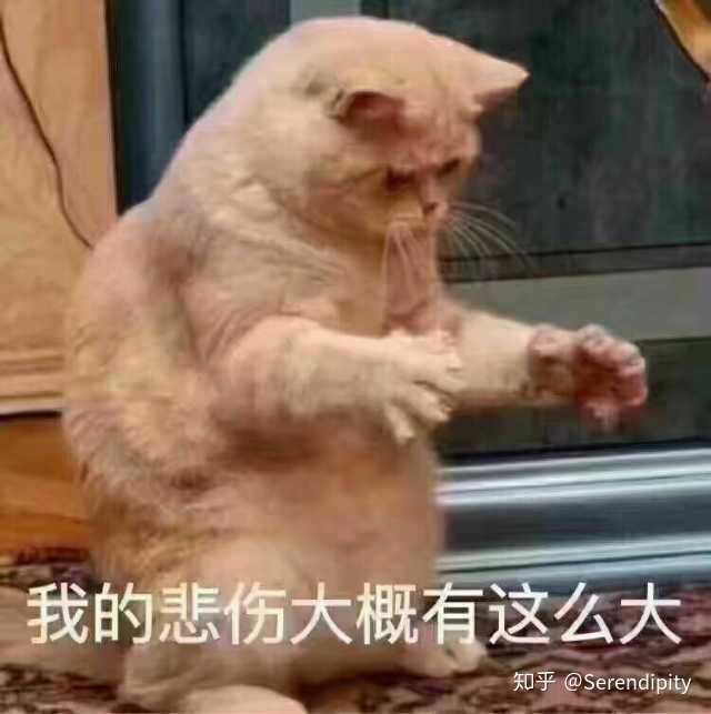 有没有比较可爱又有点搞笑的动物头像?最好是猫?