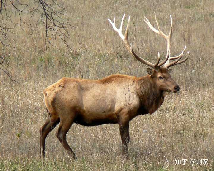 马鹿主要分欧亚马鹿和加拿大马鹿两大类,欧亚马鹿的英文是red deer