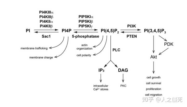 什么是磷脂酰肌醇信号通路?