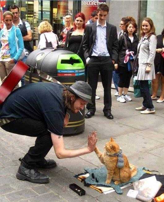 这是流浪猫鲍勃,小围巾超萌