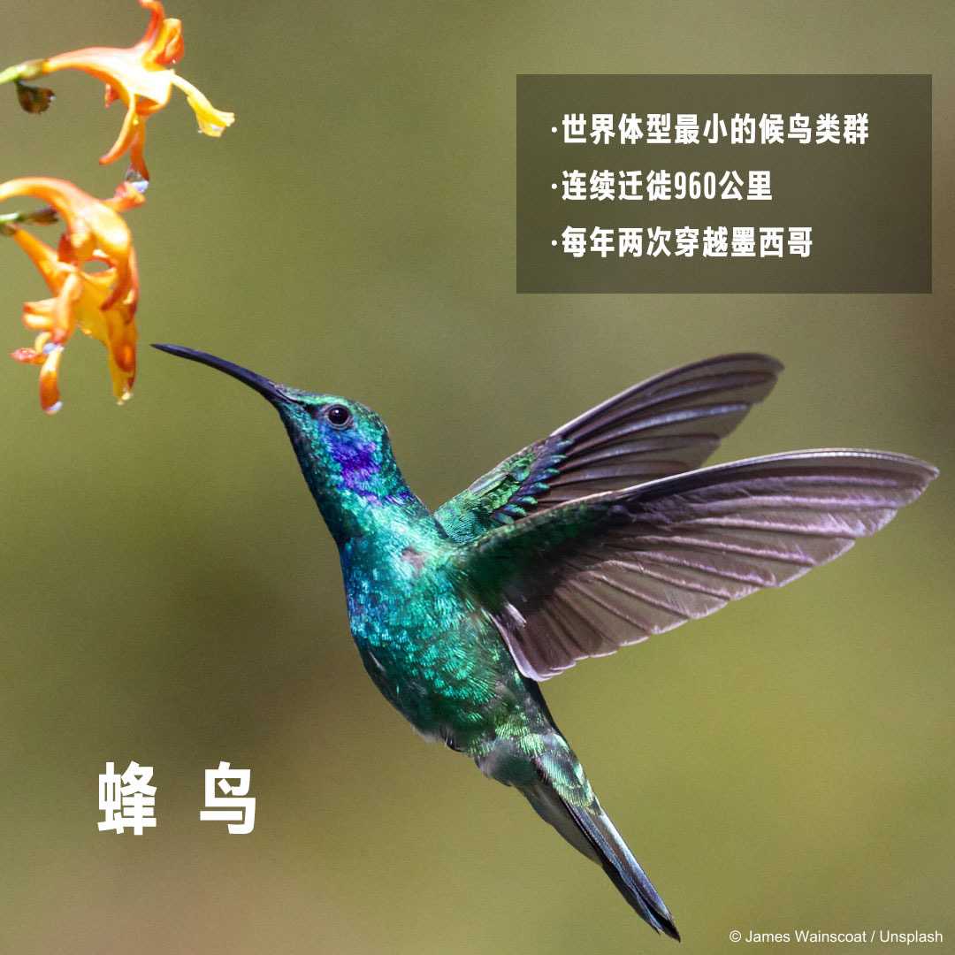 今天是2021年世界候鸟日主题为像鸟一样歌唱翱翔singflysoarlikeabird