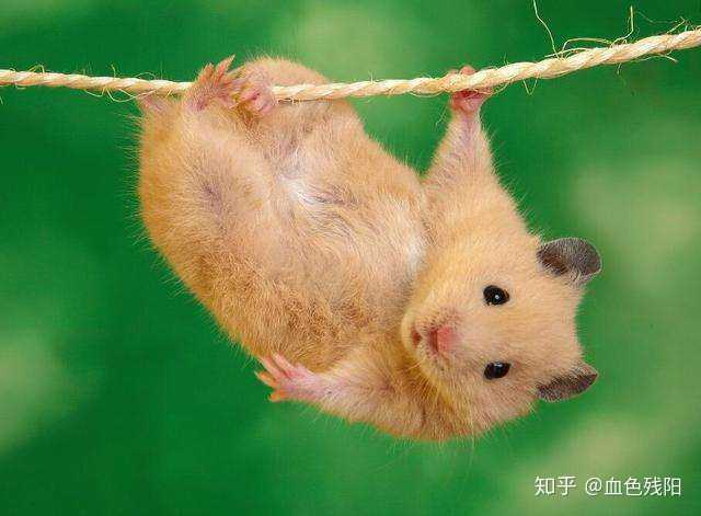 仓鼠亚科(学名: cricetinae):在生物分类学上是仓鼠科中的一个亚科.