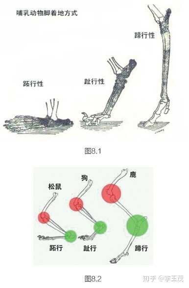 大象的后腿结构为什么更像人类,而跟其他哺乳动物差距更大大?