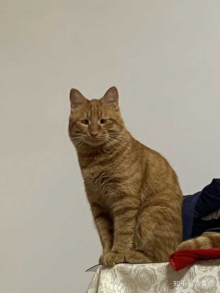 有个小眼睛的猫是什么感受?