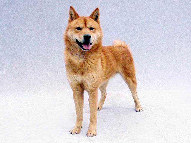 下面是白色的韩国珍岛犬