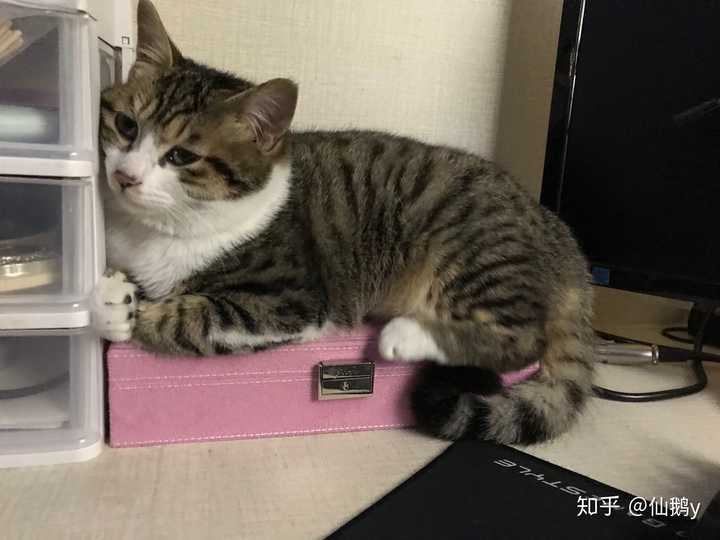 狸花猫好养吗?给主人的生活带来了什么变化?