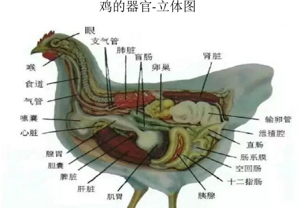 公鸡的生殖系统由睾丸,附睾,输精管和交媾器