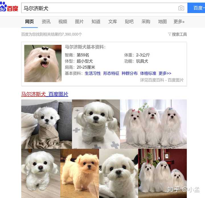 《蜡笔小新》中的小白是什么品种的小狗?