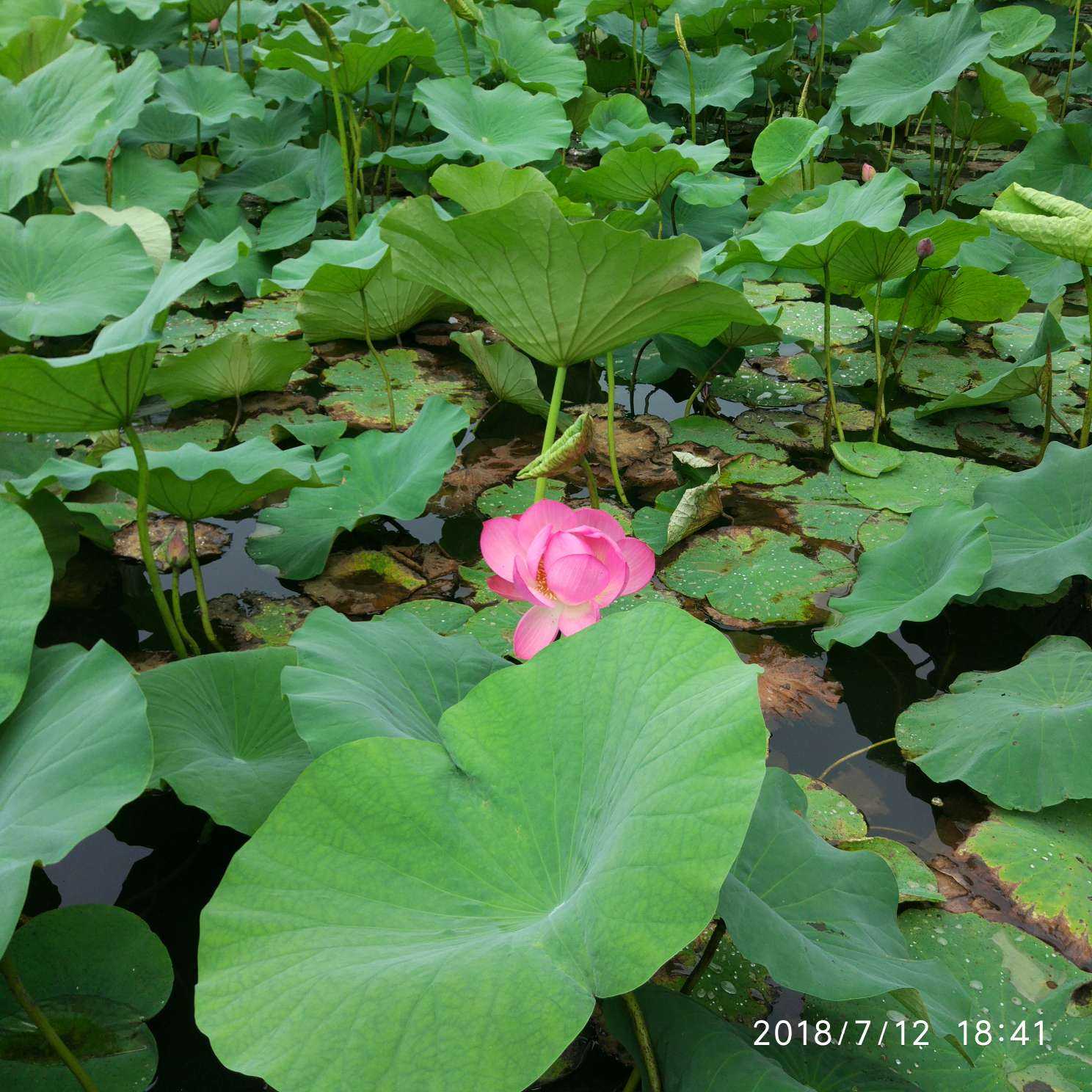 想要分享这夏日凉风