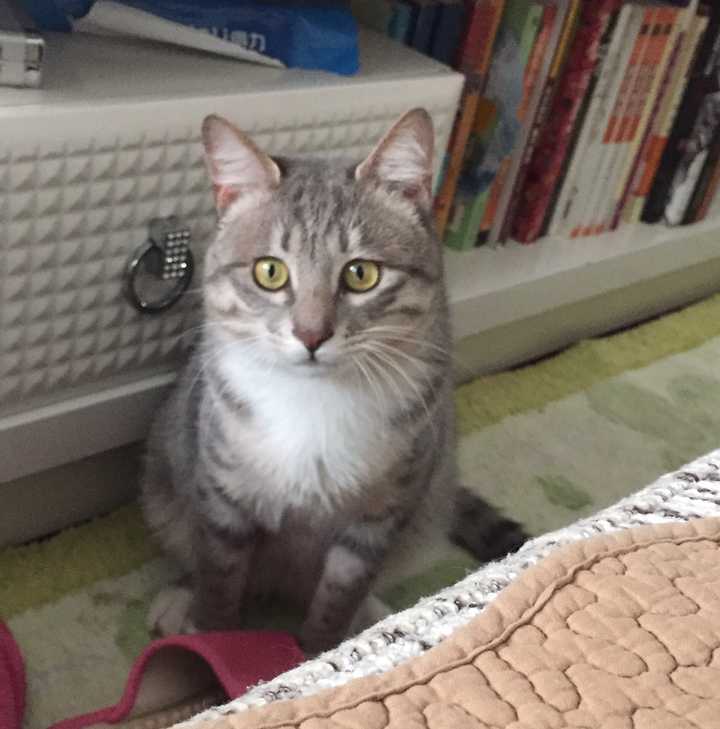 养一只灰色土猫(不是狸花猫)是一种什么样的体验?