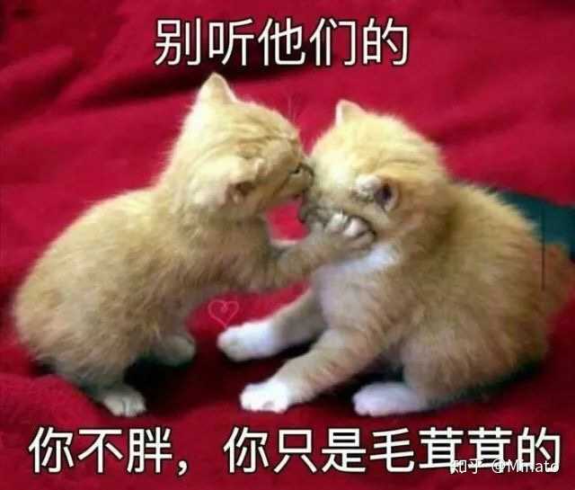 壁纸 动物 狗 狗狗 猫 猫咪 小猫 桌面 640_545