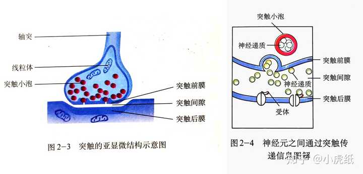 突触的准确概念是什么?