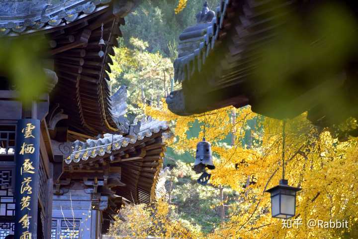 秋末 公交转地铁,地铁转公交,一个人横穿西安去古观音禅寺看了老银杏