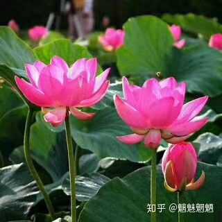 你们妈妈的微信头像都是什么样的?