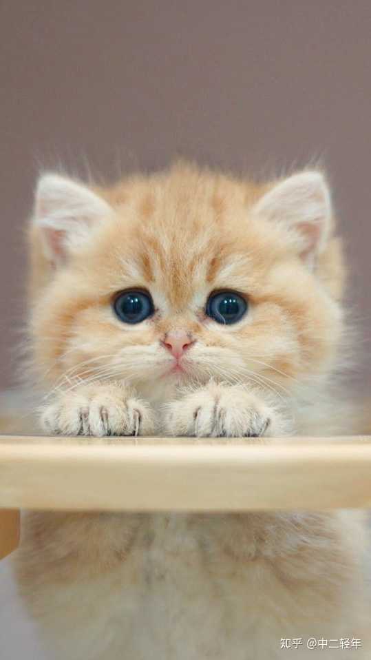 心情不好,可以给我发一些可爱的猫咪图片吗?