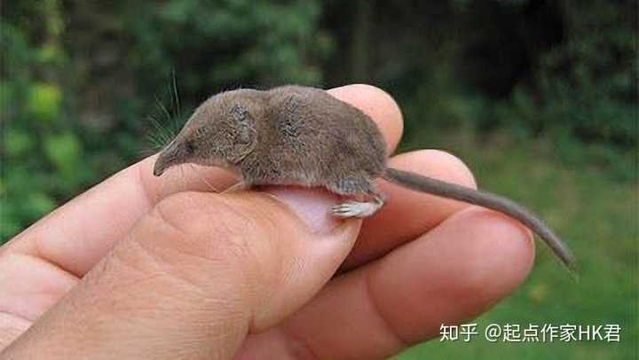 鼩鼱qu jing