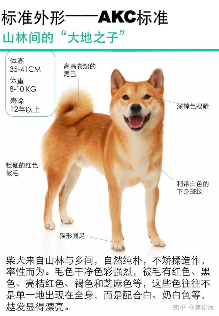 拉布拉多和柴犬该如何选择呢?