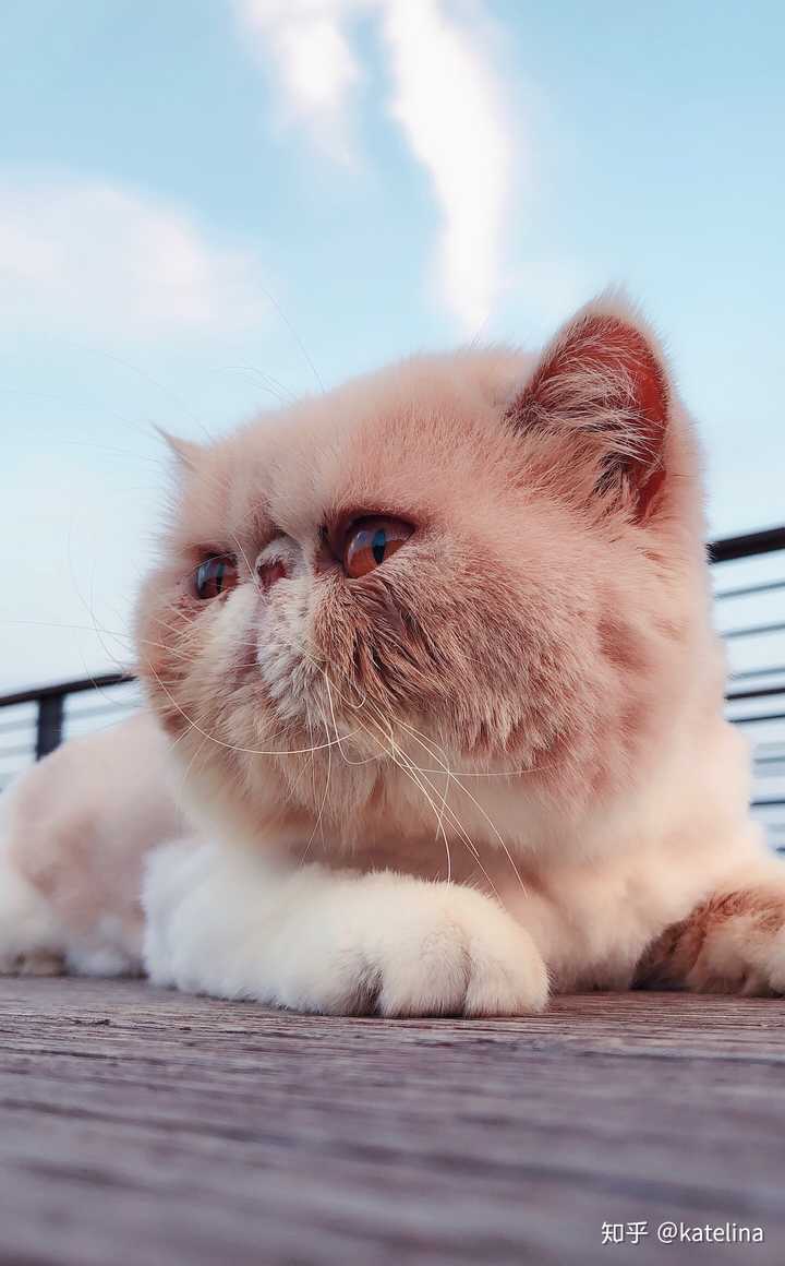 加菲猫怎么养?