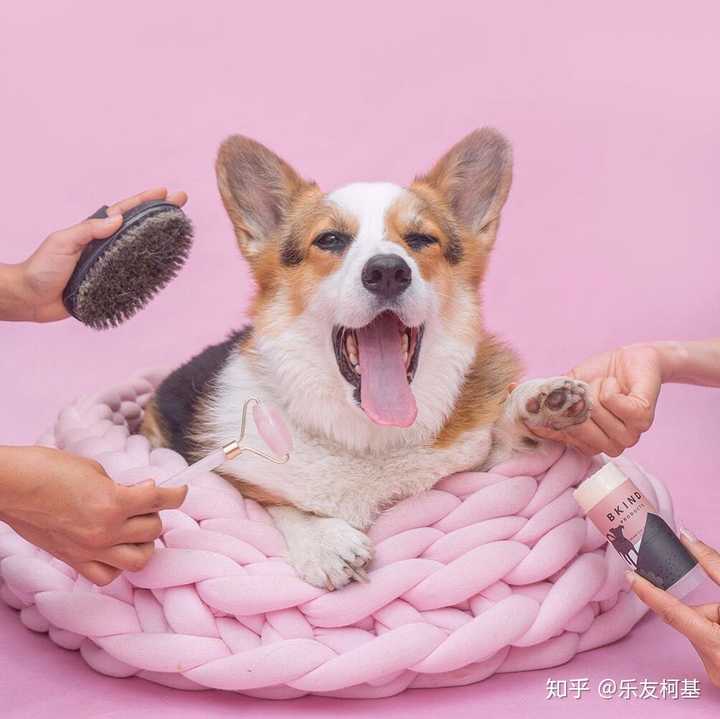 有没有可爱的狗狗头像?