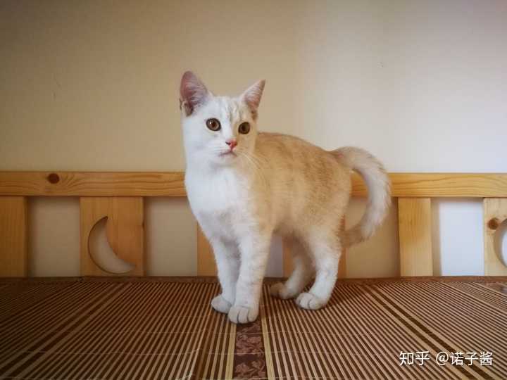 美短和英短杂交好看吗?养猫的来戳戳