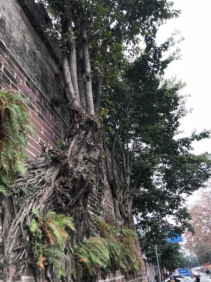 西昌古城大通门城墙和邛海边,盛长着大榕树.