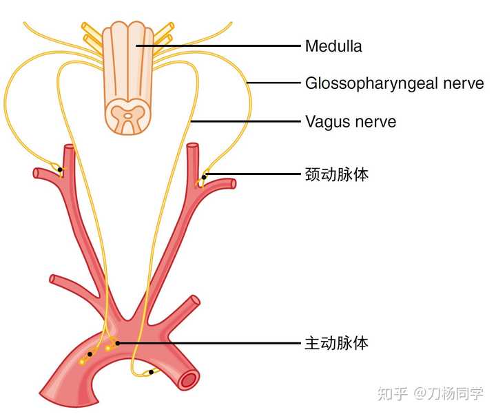 外周化学感受器:位于颈动脉体和主动脉体