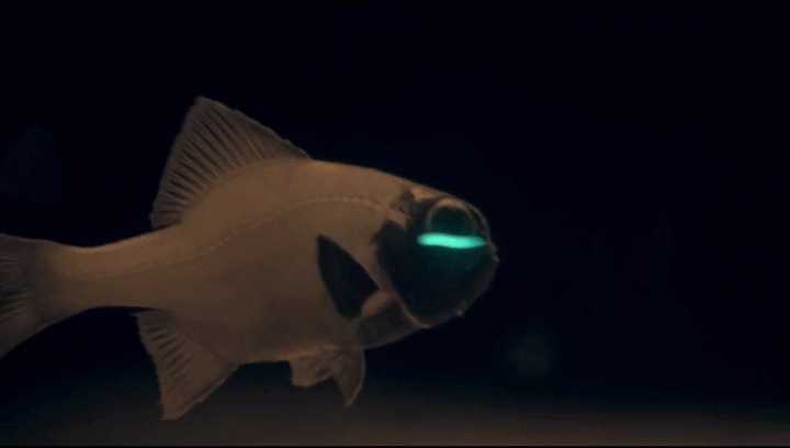 闪光鱼(flashlight fish)这种鱼类就像是未来世界的人造动物,科幻